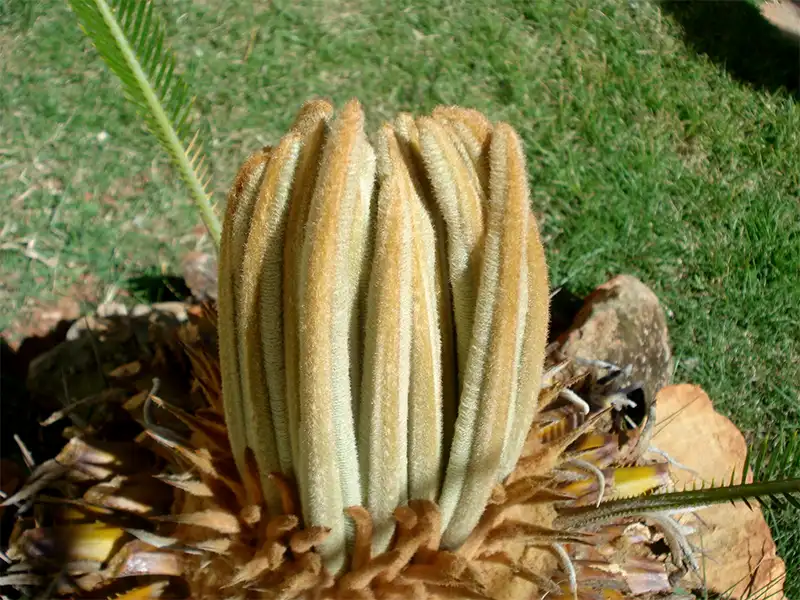 cica novas folhas