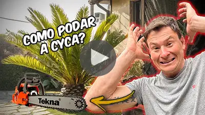 Como podar Cica de jardim